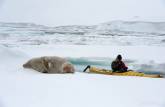 A Ana se aproxima e fotografa a foca crabeater em Kinnes Cove, na Antártida (foto de Vladimir Seliverstov)